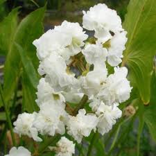 Attēlu rezultāti vaicājumam “Sagittaria sagittifolia flower”