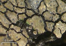 Attēlu rezultāti vaicājumam “Verrucaria hydrela”