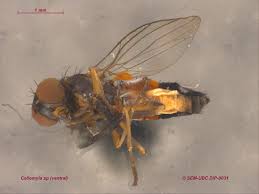 Attēlu rezultāti vaicājumam “Platypezidae”