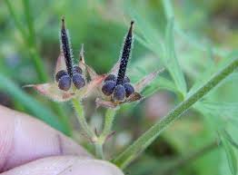 Attēlu rezultāti vaicājumam “Geranium dissectum fruit”