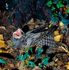 Attēlu rezultāti vaicājumam “Caprimulgus europaeus nest”