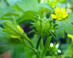 Attēlu rezultāti vaicājumam “Ranunculus sceleratus fruit”