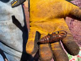 Attēlu rezultāti vaicājumam “Dianema nivale”