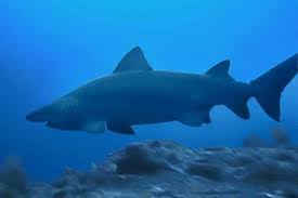 Image result for Odontaspis ferox