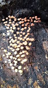 Attēlu rezultāti vaicājumam “Comatricha meandrispora spores”