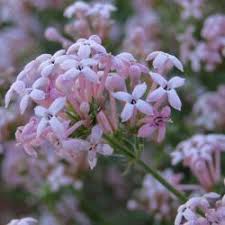 Attēlu rezultāti vaicājumam “Rubiaceae”