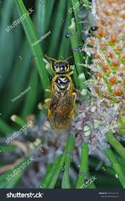 Attēlu rezultāti vaicājumam “Acantholyda posticalis”