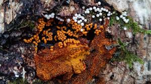 Attēlu rezultāti vaicājumam “Arcyria, Heterotrichia sp.”