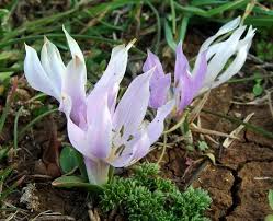 Attēlu rezultāti vaicājumam “Colchicum szovitsii subsp. szovitsii flower”