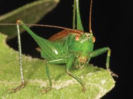 Attēlu rezultāti vaicājumam “Orthoptera”