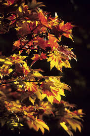 Attēlu rezultāti vaicājumam “Acer pseudosieboldianum”