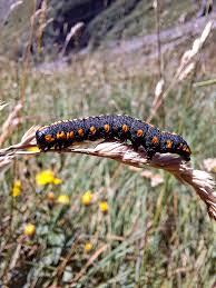 Attēlu rezultāti vaicājumam “Cucullia lucifuga”
