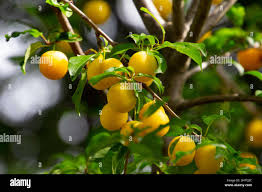 Attēlu rezultāti vaicājumam “Prunus domestica subsp. domestica leaf”