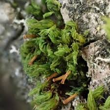 Attēlu rezultāti vaicājumam “Saelania glaucescens”