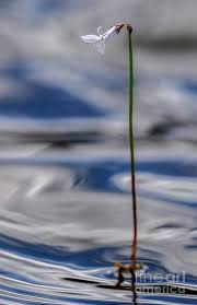 Attēlu rezultāti vaicājumam “Lobelia dortmanna”