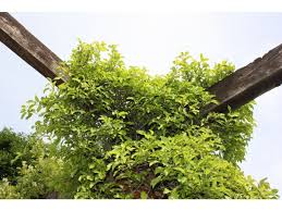 Attēlu rezultāti vaicājumam “Celastrus flagellaris”