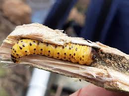 Attēlu rezultāti vaicājumam “Cossidae”