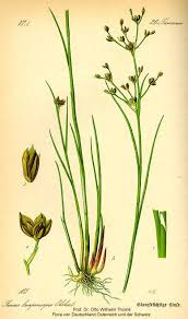 Attēlu rezultāti vaicājumam “Juncus articulatus”