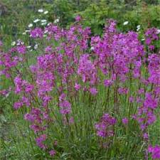 Image result for Pechnelke