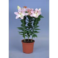 Image result for Lilie