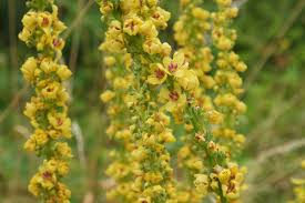 Attēlu rezultāti vaicājumam “Verbascum nigrum leaf”
