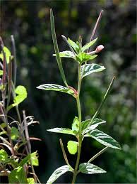Attēlu rezultāti vaicājumam “Epilobium roseum flower”