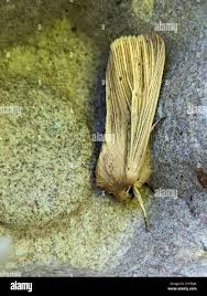 Attēlu rezultāti vaicājumam “Mythimna impura”