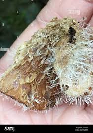 Attēlu rezultāti vaicājumam “Tilachlidium brachiatum”