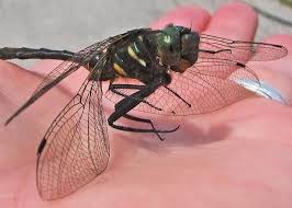 Attēlu rezultāti vaicājumam “Cordulidae”