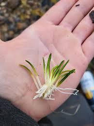 Attēlu rezultāti vaicājumam “Lobelia dortmanna flower”