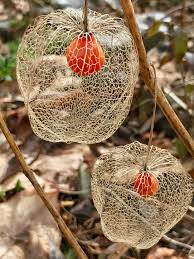 Image result for Lampionblume