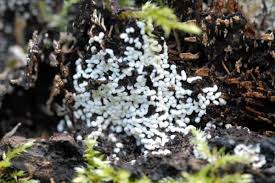 Attēlu rezultāti vaicājumam “Diderma deplanatum sessile”