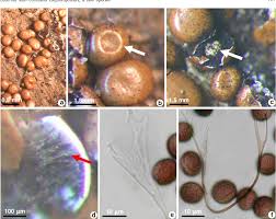Attēlu rezultāti vaicājumam “Didymiaceae”