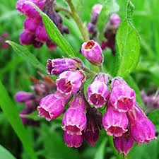 Attēlu rezultāti vaicājumam “Symphytum officinale leaf”