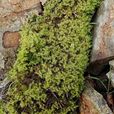 Attēlu rezultāti vaicājumam “Racomitrium canescens”