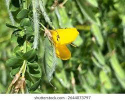 Attēlu rezultāti vaicājumam “Cytisus scoparius leaf”