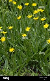 Attēlu rezultāti vaicājumam “Scorzonera humilis bud”