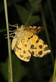 Attēlu rezultāti vaicājumam “Pseudopanthera macularia”