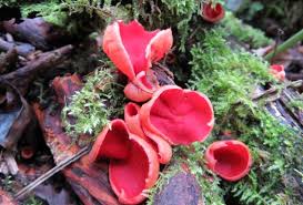 Attēlu rezultāti vaicājumam “Sarcoscypha austriaca”