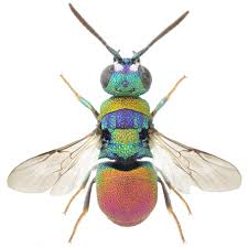 Attēlu rezultāti vaicājumam “Chrysididae”