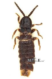 Attēlu rezultāti vaicājumam “Phosphaenus hemipterus male”