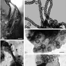 Attēlu rezultāti vaicājumam “Trichia, Hemitrichia sp.”
