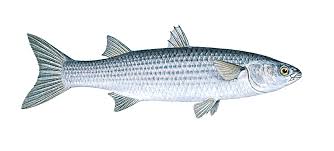 Image result for Liza ramada