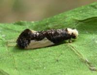 Attēlu rezultāti vaicājumam “Monopis monachella”