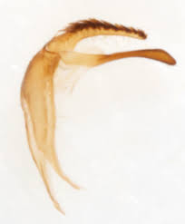 Attēlu rezultāti vaicājumam “Crambus hamella”