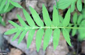 Attēlu rezultāti vaicājumam “Valeriana officinalis leaf”