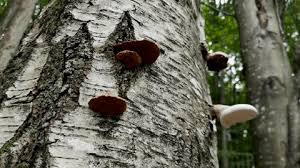 Attēlu rezultāti vaicājumam “Phellinus populicola”
