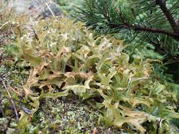 Attēlu rezultāti vaicājumam “Cetraria islandica”