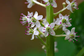 Attēlu rezultāti vaicājumam “Phytolacca acinosa flower”