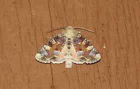 Attēlu rezultāti vaicājumam “Oligia sp.”